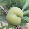 亿众福源果林园的一亩田店铺