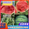 江苏小崔西瓜代收代发基地的一亩田店铺