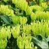 重庆忍冬中药材种植有限责任公司的一亩田店铺