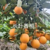 橙子哥家庭农场的一亩田店铺