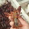 林玲的一亩田店铺