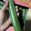 高强基地蔬菜油皮丝瓜的一亩田店铺