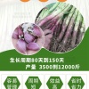 河南红星精品蔬菜的一亩田店铺