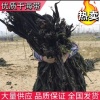 莱鑫海洋专业合作社的一亩田店铺