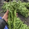 诏安县沈燕彬蔬菜种植场的一亩田店铺