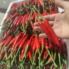 小袁蔬菜批发的一亩田店铺