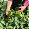 淮安小陈精品蔬菜批发供应的一亩田店铺
