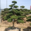 辉鹏苗木的一亩田店铺