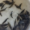 潘凤鸣的一亩田店铺