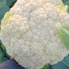 兰州精品高原夏菜的一亩田店铺