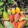 大美果业的一亩田店铺
