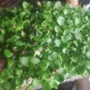 雨良有机芽苗菜批发的一亩田店铺