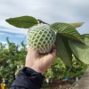 华茂果业的一亩田店铺