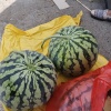 原惠生物科技有限公司的一亩田店铺
