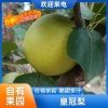 白哥精品皇冠梨购销基地的一亩田店铺
