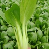 大连赢润食品有限公司的一亩田店铺