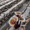 信誉灵芝专业合作社的一亩田店铺