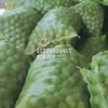 王三三的一亩田店铺