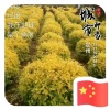 双彬园林绿化工程有限公司的一亩田店铺