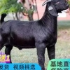 迪成农产品经营部的一亩田店铺