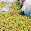 绿森苗木水果的一亩田店铺