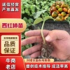 碧蓝生物科技有限公司的一亩田店铺
