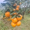 梓豪农副产品经营部的一亩田店铺