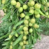 赞皇果木绿化苗基地的一亩田店铺