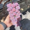 优鲜果蔬生的一亩田店铺