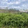 小毕南姜种植基地的一亩田店铺