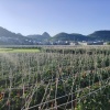 安心农产品的一亩田店铺