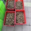 李万胜的一亩田店铺