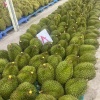 王厚荣的一亩田店铺