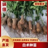 郭志杰的一亩田店铺