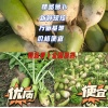 高雅稚的一亩田店铺