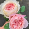 胡春梅的一亩田店铺