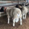 梁山多胎肉羊规模养殖场的一亩田店铺