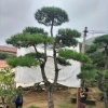 山东怡养堂生物科技有限公司的一亩田店铺