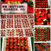 缘来草莓供应代办基地的一亩田店铺