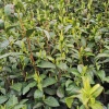 安吉梅溪德茗茶场的一亩田店铺