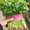 何孬蔬菜代办的一亩田店铺