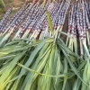 小陈甘蔗种植园的一亩田店铺