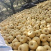 宋艳的一亩田店铺