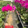 惠东蝴蝶兰养殖基地的一亩田店铺