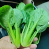 太和县杨哥果蔬代收的一亩田店铺