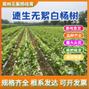 鑫农无絮杨树苗基地的一亩田店铺