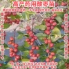 金农农业发展有限公司的一亩田店铺