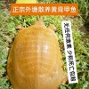 河南省固始县张想水产经营部的一亩田店铺