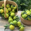 琼中绿橙自家园的一亩田店铺