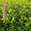 金岭苗木种植农业的一亩田店铺